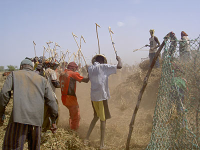 Battage de l'arachide